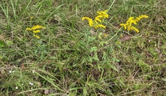Solidago nemoralis