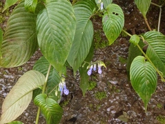 Rhynchoglossum obliquum