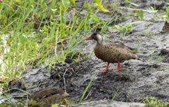Amazonetta brasiliensis