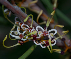 Hakea platysperma