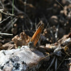Coenonympha corinna