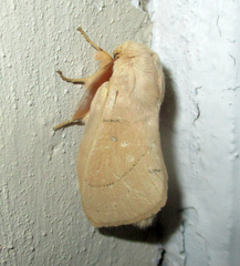 Philotherma rosa
