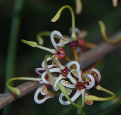 Hakea platysperma
