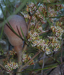 Hakea platysperma