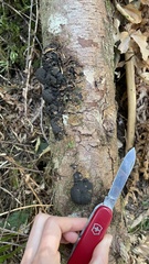 Daldinia concentrica