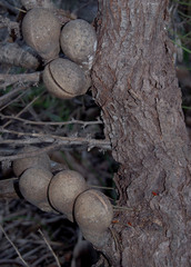 Hakea platysperma