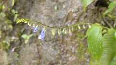Rhynchoglossum obliquum