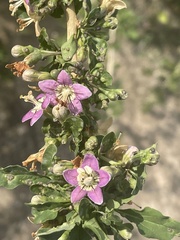 Lycium barbarum