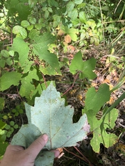 Vitis aestivalis