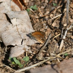 Coenonympha corinna