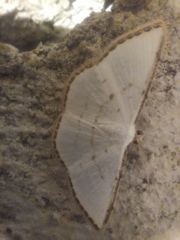 Leuciris fimbriaria