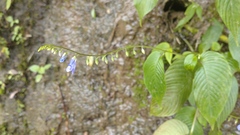 Rhynchoglossum obliquum