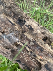Oniscidea
