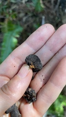 Daldinia concentrica