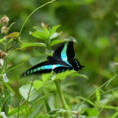 Graphium teredon