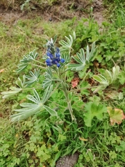 Lupinus cosentinii