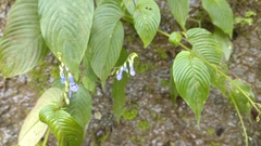 Rhynchoglossum obliquum