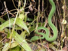Trimeresurus stejnegeri