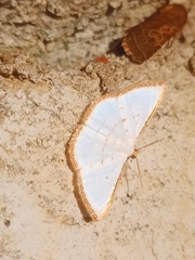 Leuciris fimbriaria