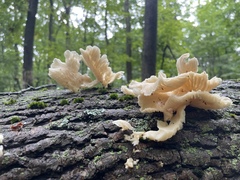 Pleurocybella porrigens