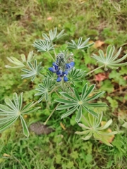 Lupinus cosentinii