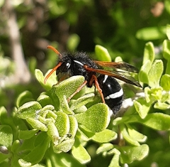 Hypodynerus vespiformis