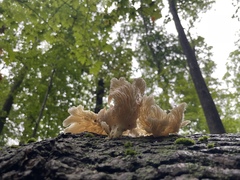 Pleurocybella porrigens