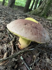 Boletus sensibilis