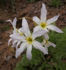 Leucocoryne ixioides