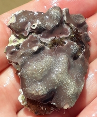 Lithophyllum incrustans