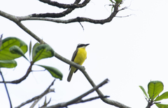 Megarynchus pitangua