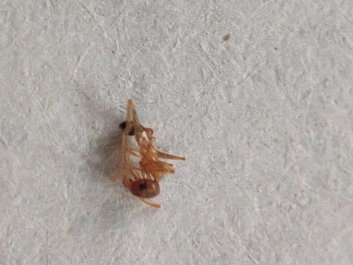 Pheidole grayiPheidole grayi
