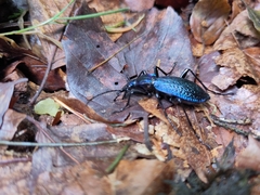 Carabus intricatus