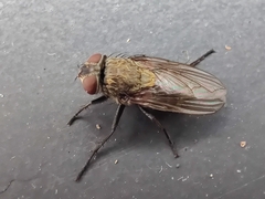 Brachycera