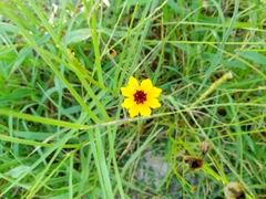 Coreopsis