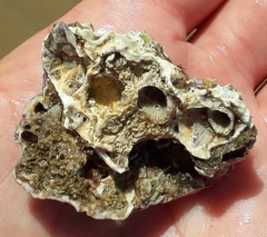 Lithophyllum incrustans