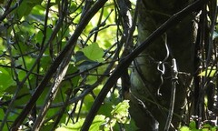 Vermivora chrysoptera