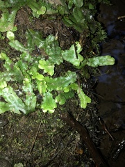 Conocephalum conicum