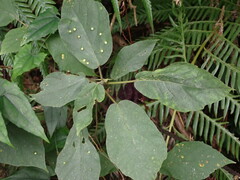 Ficus erecta beecheyana