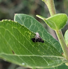 Hentzia