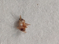 Pheidole grayi