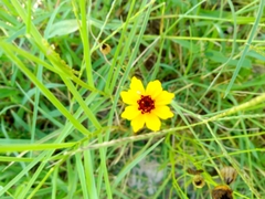 Coreopsis