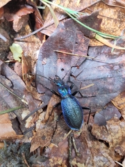 Carabus intricatus