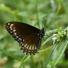 Papilio clytia
