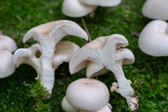 Pleurotus