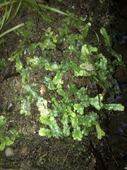 Conocephalum conicum