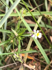 Viola tricolor