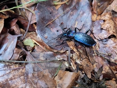 Carabus intricatus