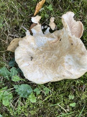 Lactarius torminosus