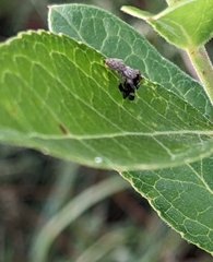 Hentzia